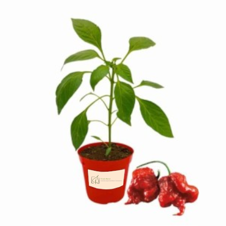 Peperoncino Semipiccante Papecchia