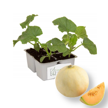 Melone Liscio Summer Dream