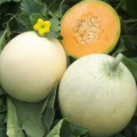Melone Liscio Summer Dream - immagine 2