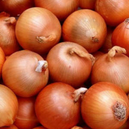 Cipolla dorata elenka - immagine 2