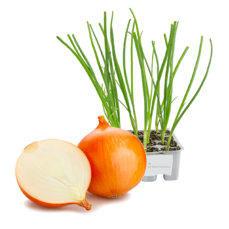 Cipolla dorata elenka
