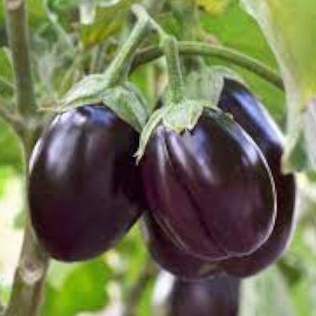 Melanzana Nera Ovale Top Bell - immagine 2
