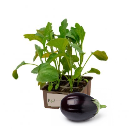 Melanzana Nera Ovale Top Bell