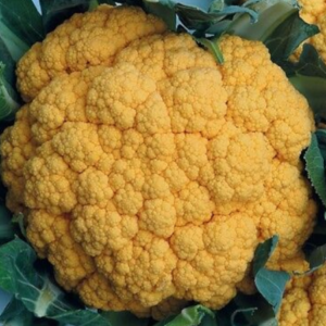 Cavolfiore Arancio Cheddar 80/90 gg