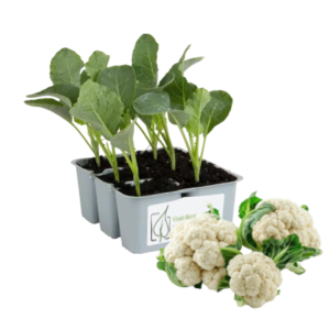 Cavolfiore Bianco Abruzzi 190/200 gg