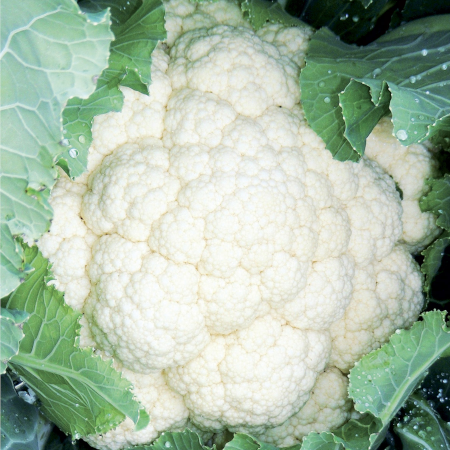 Cavolfiore Bianco Ardent 90/95 gg - immagine 2