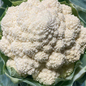 Cavolfiore Bianco White Globe 70/75 gg