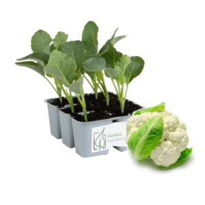 Cavolfiore Bianco White Globe 70/75 gg