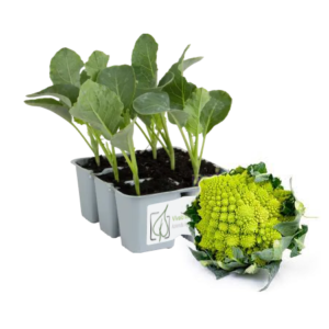 Cavolfiore Romanesco Gitano 100/110 gg