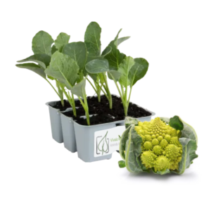 Cavolfiore Romanesco Pomezio 180/190 gg