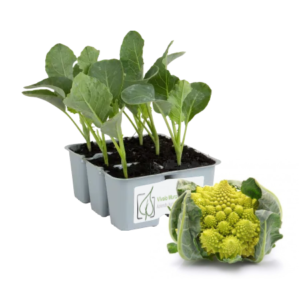Cavolfiore Romanesco Roskof 150/160 gg