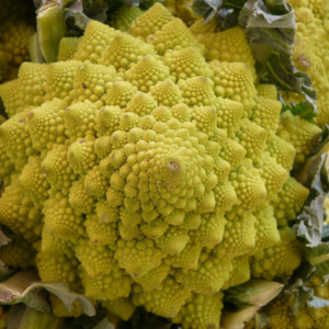 Cavolfiore Romanesco Tullio 120/130 gg