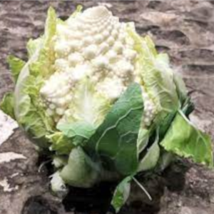 Cavolfiore Romanesco White Gold 80 gg