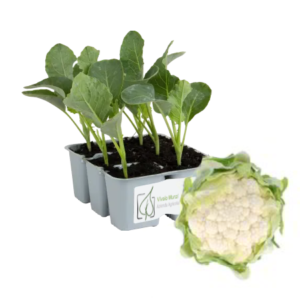 Cavolfiore Romanesco White Gold 80 gg