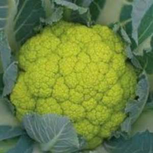 Cavolfiore Verde Galileo 160/170 gg