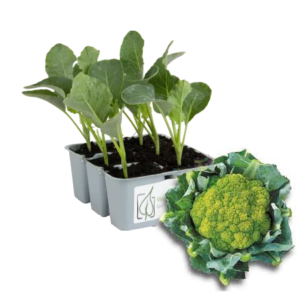 Cavolfiore Verde Galileo 160/170 gg