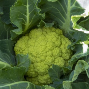 Cavolfiore Verde Nazario 130/140 gg