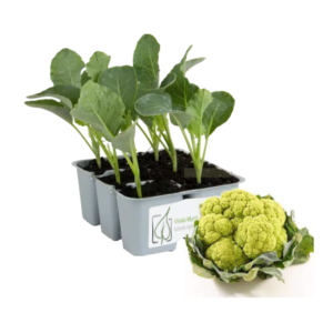 Cavolfiore Verde Nazario 130/140 gg