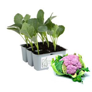Cavolfiore Viola Violet Star 90 gg