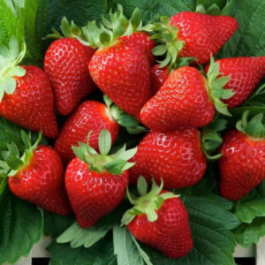 Fragola murano