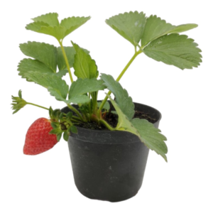 Fragola murano