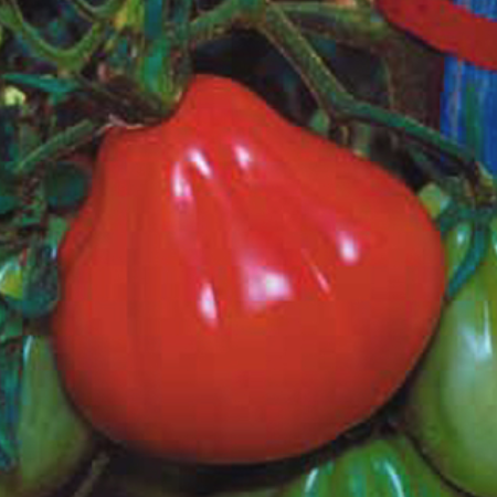 Pomodoro Cuore della Riviera - immagine 2