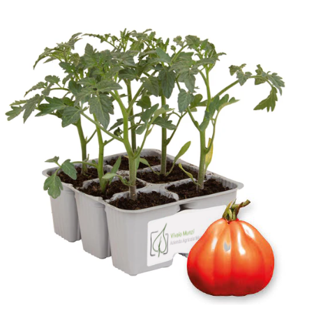 Pomodoro Cuore della Riviera