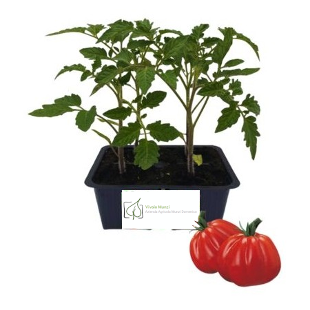 Pomodoro Insalataro Pera d'Abruzzo Giacomo