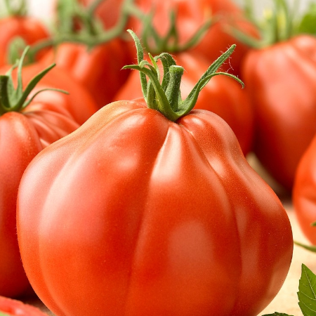 Pomodoro Insalataro Pera d'Abruzzo Giacomo - immagine 2