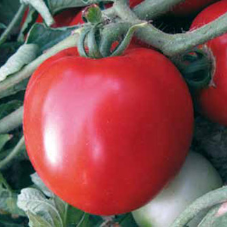 Pomodoro Insalataro Basso Duricchio - immagine 2
