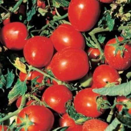 Pomodoro Nano Ovale Rio Oro da Passata - immagine 2