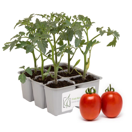 Pomodoro Nano Ovale Rio Oro da Passata