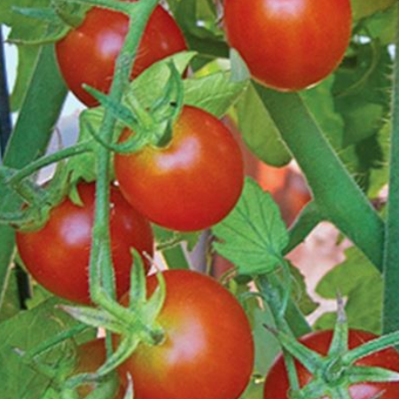 Pomodoro Pachino Tuono - immagine 2