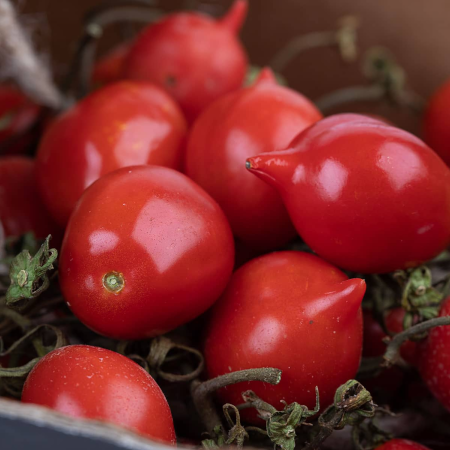 Pomodoro Piennolo Rosso Pendolino - immagine 2
