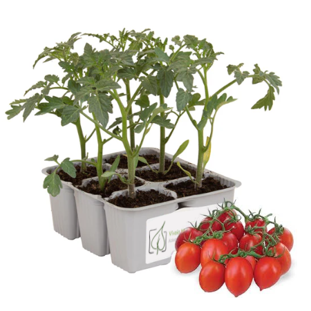 Pomodoro Piennolo Rosso Pendolino