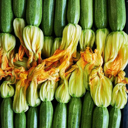 Zucchino chiaro Rigas - immagine 2