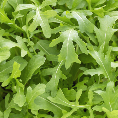Rucola Selvatica Seledor - immagine 2