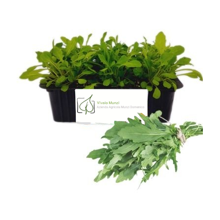 Rucola Selvatica Seledor